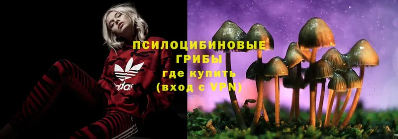 Галлюциногенные грибы Psilocybe  Ковылкино 